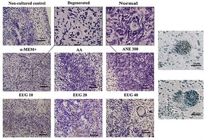 Eugenol Improves Follicular Survival and Development During in vitro Culture of Goat Ovarian Tissue